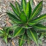 Agave lophantha Характер