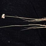 Juncus thomsonii Агульны выгляд