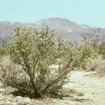 Cylindropuntia ramosissima Alkat (teljes növény)