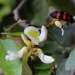 Craibia grandiflora Λουλούδι