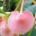 Begonia formosana Flower