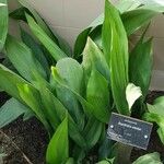 Aspidistra elatior Hábito