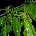 Casearia corymbosa Övriga