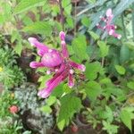 Salvia involucrata 花