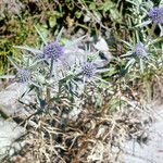 Eryngium amethystinum Flor