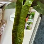 Philodendron atabapoense Blatt