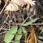Launaea nana Habit