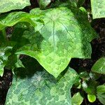 Podophyllum cv. 'Kaleidoscope' Folha