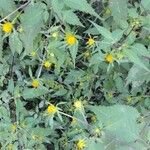 Bidens frondosa その他の提案