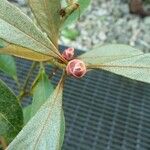 Rhododendron apoanum Ostatní