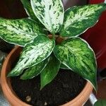 Dieffenbachia seguine叶