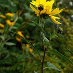 Helianthus strumosus Anders