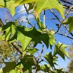 Acer cappadocicum Листок