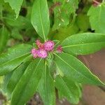 Kalmia angustifoliaफूल