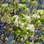 Pyrus calleryana Flor