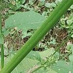 Dipsacus pilosus Rhisgl