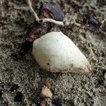 Cordia sebestena Fruit