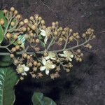 Caraipa densifolia Flower