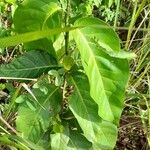 Terminalia catappa Habit