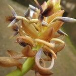 Bulbophyllum schinzianum Flower