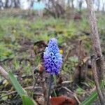 Muscari azureum Lorea