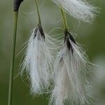 Eriophorum latifolium Žiedas