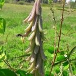 Crotalaria pallida Плод