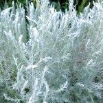 Artemisia maritima Leaf