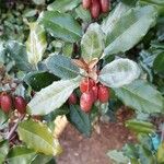 Elaeagnus pungens Fruit