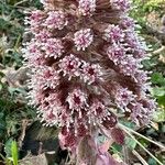 Petasites hybridus Flor