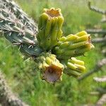 Opuntia imbricata Blüte