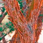 Acacia ehrenbergiana Φλοιός
