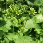 Arnoglossum atriplicifolium Flower