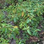 Croton flavens Habit