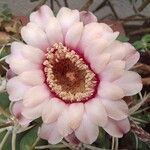 Gymnocalycium pflanzii ফুল