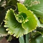 Acalypha wilkesiana Leaf