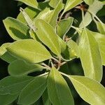 Pyrus nivalis Altul/Alta