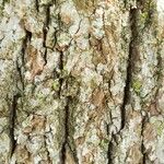 Tilia americana Bark