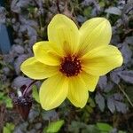 Dahlia × cultorum Flower