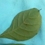 Psychotria cupularis Лист