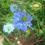 Nigella damascena Λουλούδι
