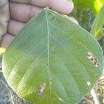 Butea monosperma Leaf