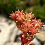 Sedum atratum Fruto