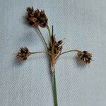 Luzula campestris Floare
