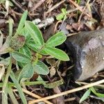 Desmodium incanum Leaf