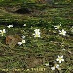 Ranunculus penicillatus অভ্যাস