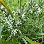 Ornithogalum boucheanum Λουλούδι