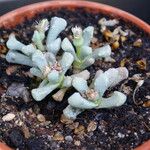 Aloinopsis schooneesii 葉