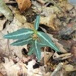 Chimaphila maculata Hábito