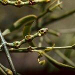 Phoradendron californicum Fruit